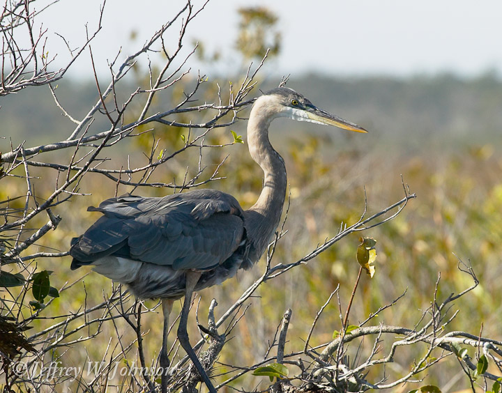 Great Blue Heron